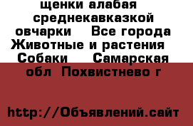 щенки алабая ( среднекавказкой овчарки) - Все города Животные и растения » Собаки   . Самарская обл.,Похвистнево г.